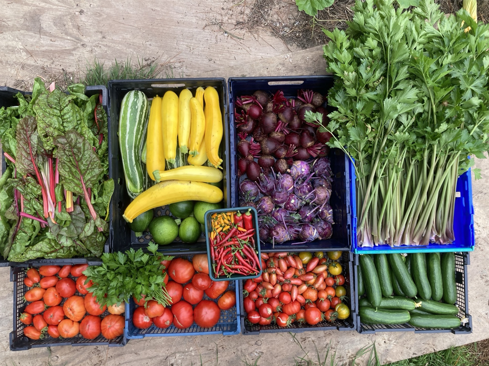 From Farm to Fork: Supporting Sustainable Events with Our Kitchen Garden