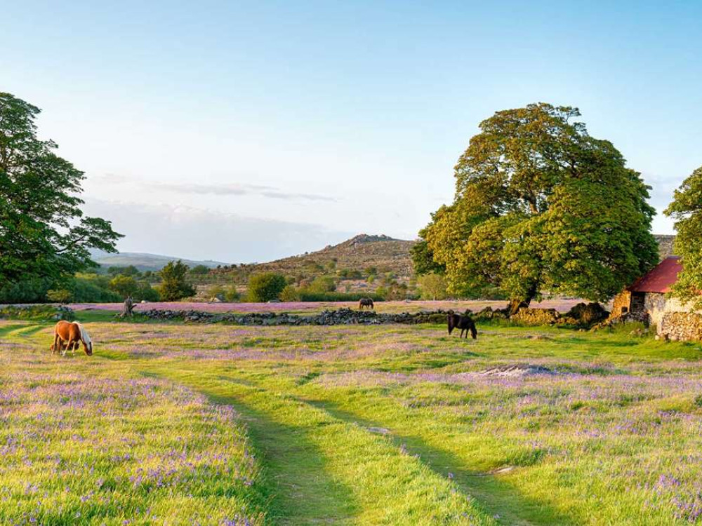 Stay With Us and Make the Most of Spring in Devon