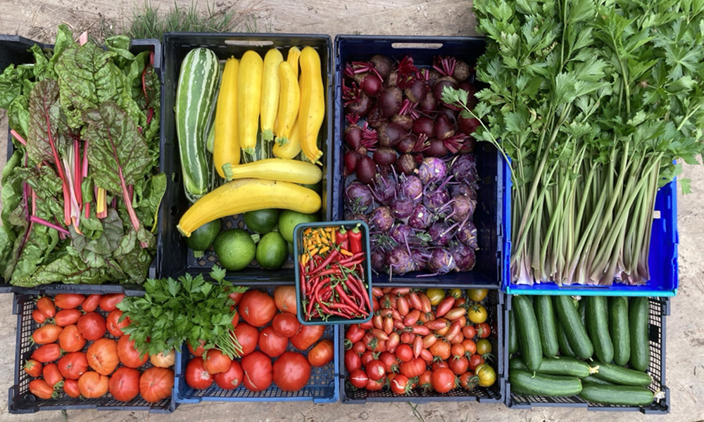 Kitchen Garden